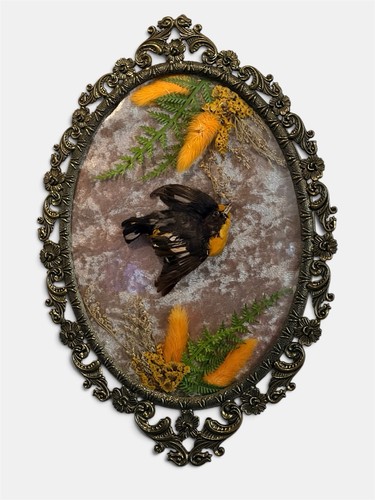 Convex glass frame taxidermy - convex,